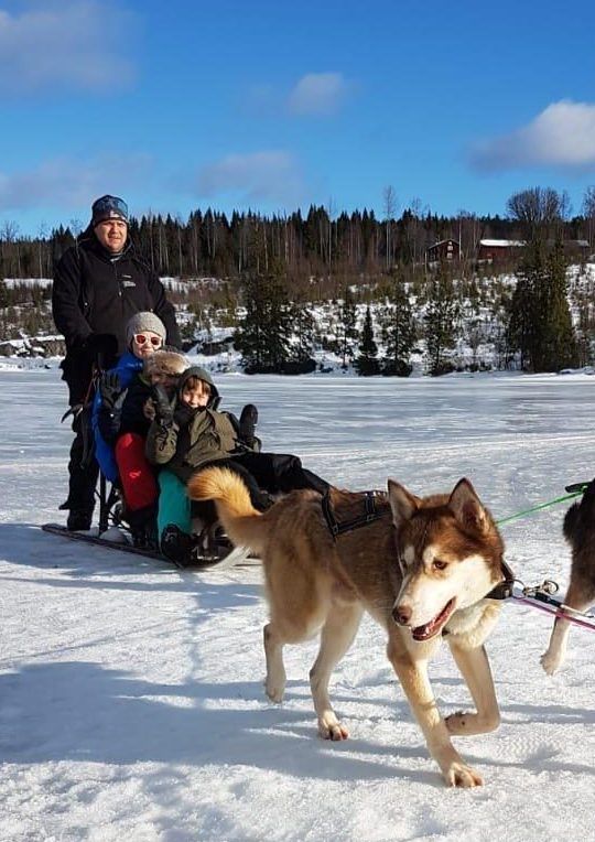 Huskyslede in Zweden